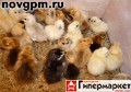 Цыплят от породистых кур-несушек, от 100 руб./шт., продам, и куры несушки молодняк, цена договорная
