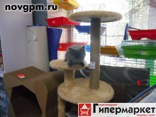 Купить Котят от питомника  Сибирское чудо